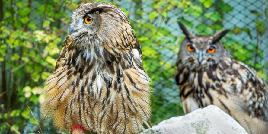 Grands-ducs en volière ©Rosie Jackson